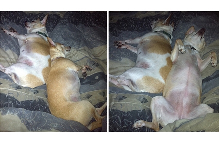 cuddlebugs